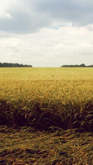 51吃瓜网今日吃瓜入口截图3