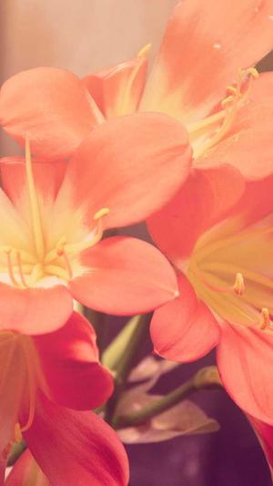 黑料吃瓜在线观看截图2