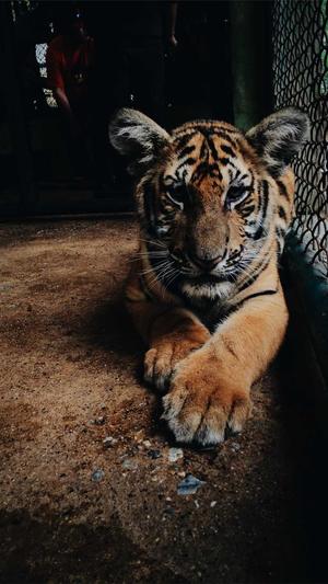 怀孕吃哈密瓜截图3